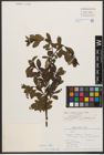 Foto von Salix waldsteiniana Willd.